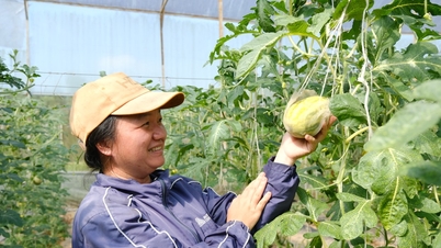 Iniciar un negocio a través de nuevos métodos de cultivo.