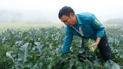 [عکس] عجله برای برداشت محصولات زمستانی