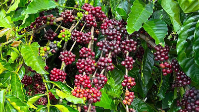 জানুয়ারির শেষ দিনে কফির দাম কিছুটা পুনরুদ্ধার হয়েছে।