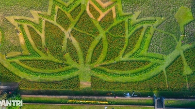 Une fleur de lotus géante composée de 50 000 pots de fleurs dans la Cité impériale de Hué.
