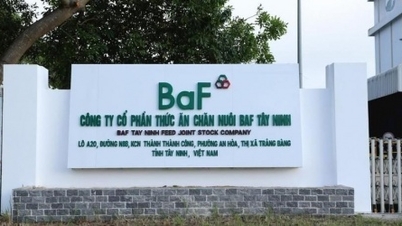 BaF Việt Nam lỗ kỷ lục 264,9 tỷ đồng trong quý IV/2025 khi kinh doanh dưới giá vốn