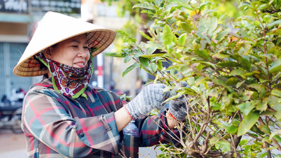 Ho Chi Minh-staden: Hundratals människor skalar av löven från 1 200 aprikosblomsträd längs en 6,4 km lång vägsträcka.