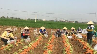 Hai Phong zal in 2026 meer dan 543 hectare rijstland omzetten.