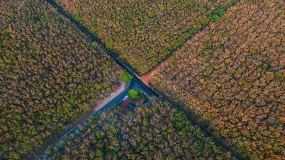 Fiquei encantado com os tons alaranjados-dourados das florestas de seringueiras em Tay Ninh durante a época da mudança de cor das folhas.