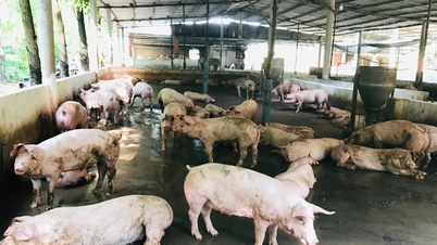Đồng Nai: Siết chặt kiểm dịch, kiểm soát giết mổ động vật dịp Tết Nguyên đán 2026