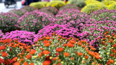 Die Tet-Blumen blühten früh, und viele Einzelhändler haben bereits Mitte Dezember ihre „Märkte“ eröffnet.
