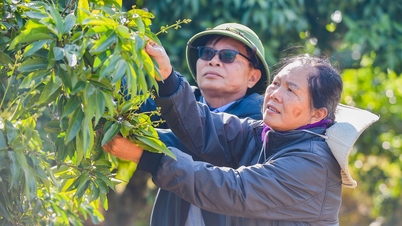 Xã Hà Đông có 21 mã số vùng trồng vải sớm xuất khẩu