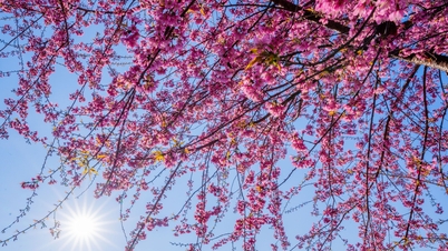 ดอกซากุระบนที่ราบสูงม็อกเชาจะสวยงามที่สุดในรอบปี