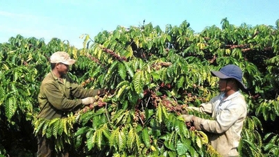 Koffieprijzen vandaag, 1 februari: Sterk gedaald naar 100.000 VND/kg als gevolg van druk vanuit Brazilië.