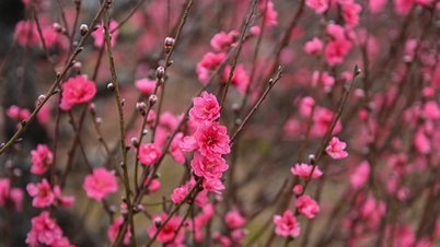 Nhat Tan peach blossoms are in full bloom, and people are flocking to the gardens to buy flowers for an early Tet celebration.