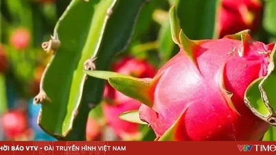 Thanh long trái vụ đắt hàng dịp cận Tết