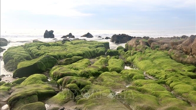 A época do musgo verde na praia de Co Thach.