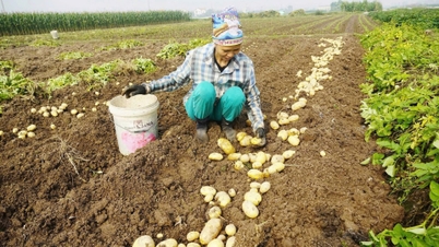 Rolnicy w Hai Phong osiągają zysk rzędu 150–175 milionów VND z hektara ziemniaków.