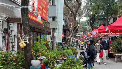 Hang Luoc Flower Market: A Tet (Lunar New Year) meeting point in the heart of the Old Quarter.