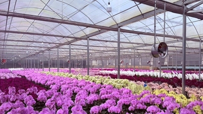 Desenvolvimento de novas raças de plantas e animais em Lam Dong.