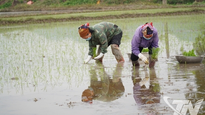 Chuẩn bị tốt cho sản xuất vụ xuân