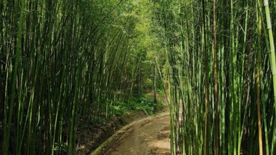 ປ່າໄຜ່ຫງວຽນບິງໃນແຂວງກາວບັ່ງ: ສະຖານທີ່ສີຂຽວອຸດົມສົມບູນທີ່ລະນຶກເຖິງຮູບເງົາສິລະປະການຕໍ່ສູ້, ຢູ່ທີ່ນີ້ໃນປະເທດຫວຽດນາມ.