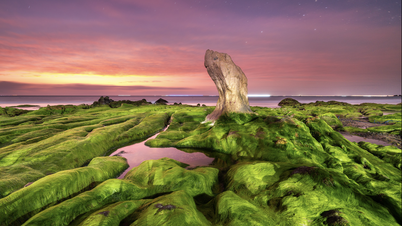 Um musgo verde exuberante cobre a praia de Co Thach, na província de Lam Dong.