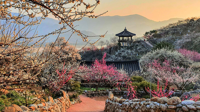 Sumérgete en la belleza de la temporada de floración del ciruelo en Corea del Sur: festivales y momentos destacados