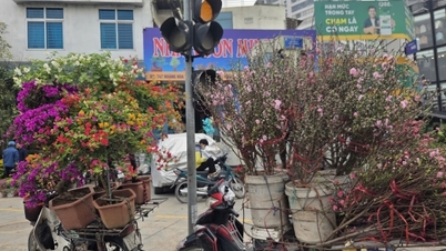 Hoa, cây cảnh bán dạo hút khách dịp cận Tết