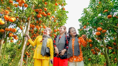 สวนส้มแมนดารินสีชมพูสดใสตั้งอยู่ใกล้ใจกลางเมืองเกิ่นโถ