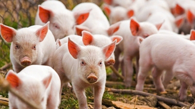 Prețurile cărnii de porc astăzi, 2 februarie: Prețurile din nord au scăzut cu până la 2.000 VND/kg, în timp ce prețurile din sud au crescut ușor.