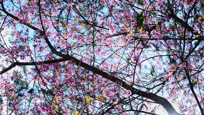 Kirsebærblomstene varsler vårens ankomst i Da Lat, noe som gjør det enkelt for turister å ta fantastiske bilder som vil få hjertet ditt til å banke.