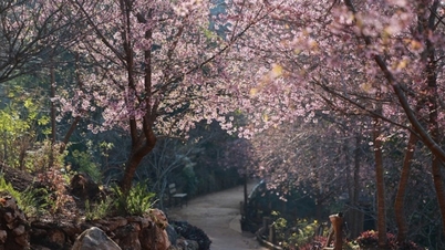 Moc Chau i full blom: En guide till att fotografera och uppleva årets vackraste blomstersäsong.