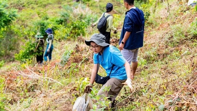 Lâm Đồng đẩy mạnh trồng, phát triển rừng bền vững