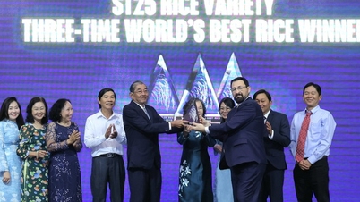 ST25 – El grano de arroz vietnamita conquista al ‘rey’ del mundo tres veces.