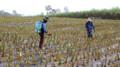 A variedade Queen Pineapple abre caminho para a conversão sustentável de culturas em terrenos acidentados.