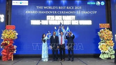 El premio al “Mejor Arroz del Mundo” de 2025 se entregará al arroz ST25.