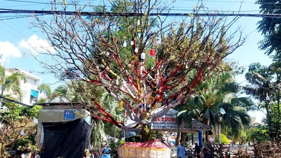 ផ្កាអាព្រីខូតពណ៌លឿងដ៏ធំនៅផ្សារផ្កានិទាឃរដូវឡុងស្វៀន។