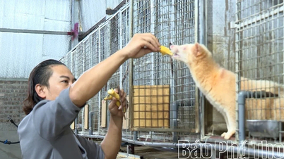 "Kungen av sibetkatten" vid foten av Tam Dao-berget