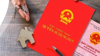 Splitting land ownership certificates in 2026: Common mistakes that cause applications to be rejected.