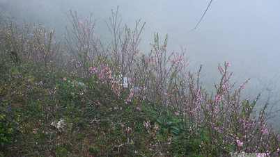 Rythme printanier au marché aux fleurs de pêcher de Sa Pa.