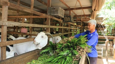 Strengthen disease prevention and control measures for livestock in the period leading up to Tet (Lunar New Year).