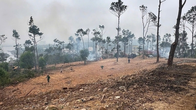 Do Son sedang membuat persediaan rapi untuk Festival Penanaman Pokok Musim Bunga Tahun Kuda 2026.