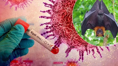 Onemocnění virem Nipah a preventivní opatření ve Vietnamu