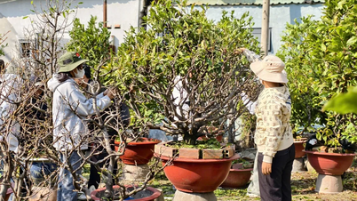 សិស្សានុសិស្សនៅទីក្រុងហូជីមិញបេះស្លឹកឈើពីដើមផ្កាអាព្រីខូតដើម្បីរកប្រាក់សម្រាប់បុណ្យតេត (បុណ្យចូលឆ្នាំចិន)