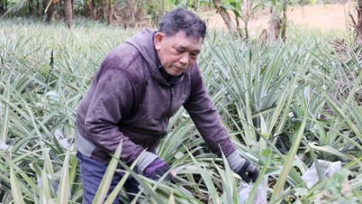 広大なスオイヒエップの森の中で「鋼鉄」が花開きます。