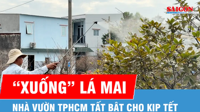 Ho Chi Minh şehrindeki bahçıvanlar, Tet bayramına hazırlık olarak kayısı ağaçlarını budamakla meşguller.