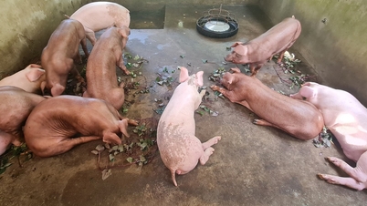 Pork prices in Dong Thap province have surged ahead of Tet (Lunar New Year), but supply remains secure.