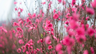 Nhat Tan peach blossoms overcome difficulties to welcome the Year of the Horse.