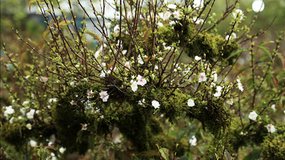 Un sorprendente fiore del Tet: un singolo fiore di pruno proveniente da un clima freddo impiega oltre 3 giorni per raggiungere gli altipiani.