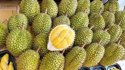 Durianpriser idag, 4 februari: Thailändsk durian av klass A når en topp på 150 000 VND/kg.