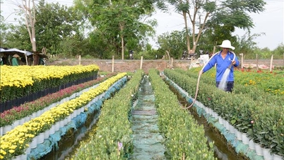 Protecting fruit-growing areas for Tet (Lunar New Year) from high tides.