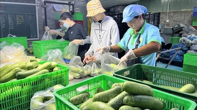 Tet bonuses for the Year of the Horse 2026 will increase compared to last year despite economic fluctuations.