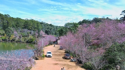 Mang Den: Nuansa merah muda bunga sakura mewarnai dataran tinggi dengan warna-warna cerah di penghujung tahun.