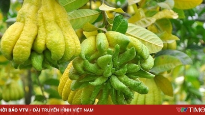מחיר פרי הידיים של בודהה במהלך טט (ראש השנה הירחי הוייטנאמי) יכול להגיע עד 3 מיליון וינד וייטנאמי לפרי.